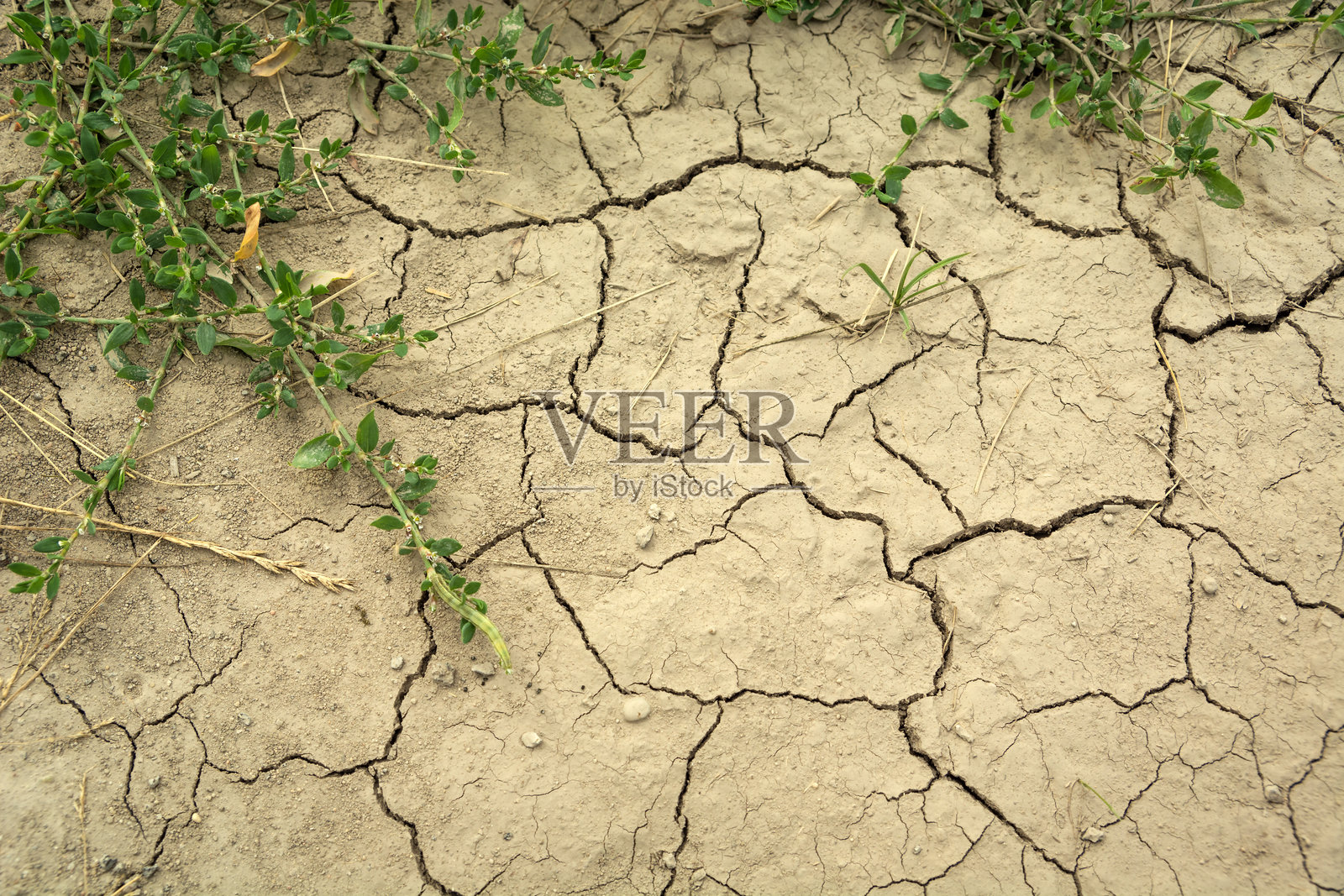 干裂的土地和绿色植物的特写照片摄影图片