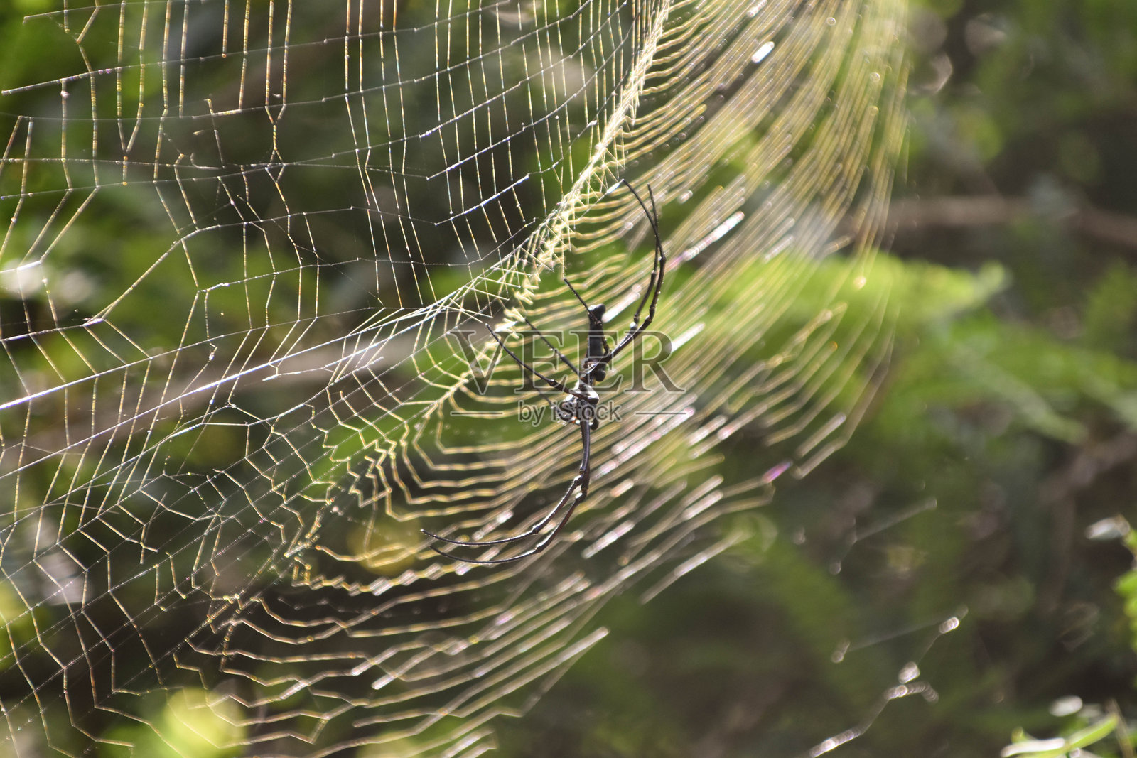 一只巨大的金球编织蜘蛛(Nephila pilipes)在它的网中，沐浴在阳光下照片摄影图片