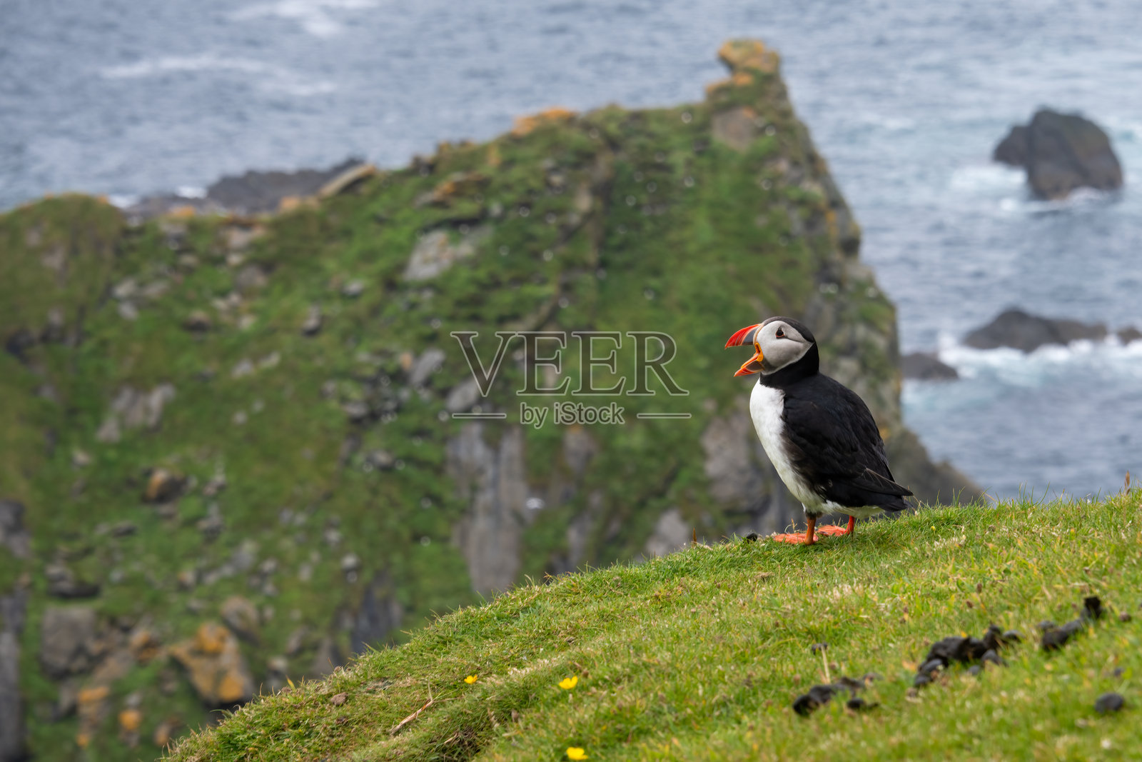 大西洋海雀照片摄影图片