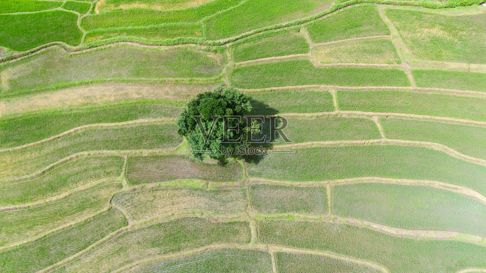 泰国乡村和水稻农场的俯视图照片摄影图片