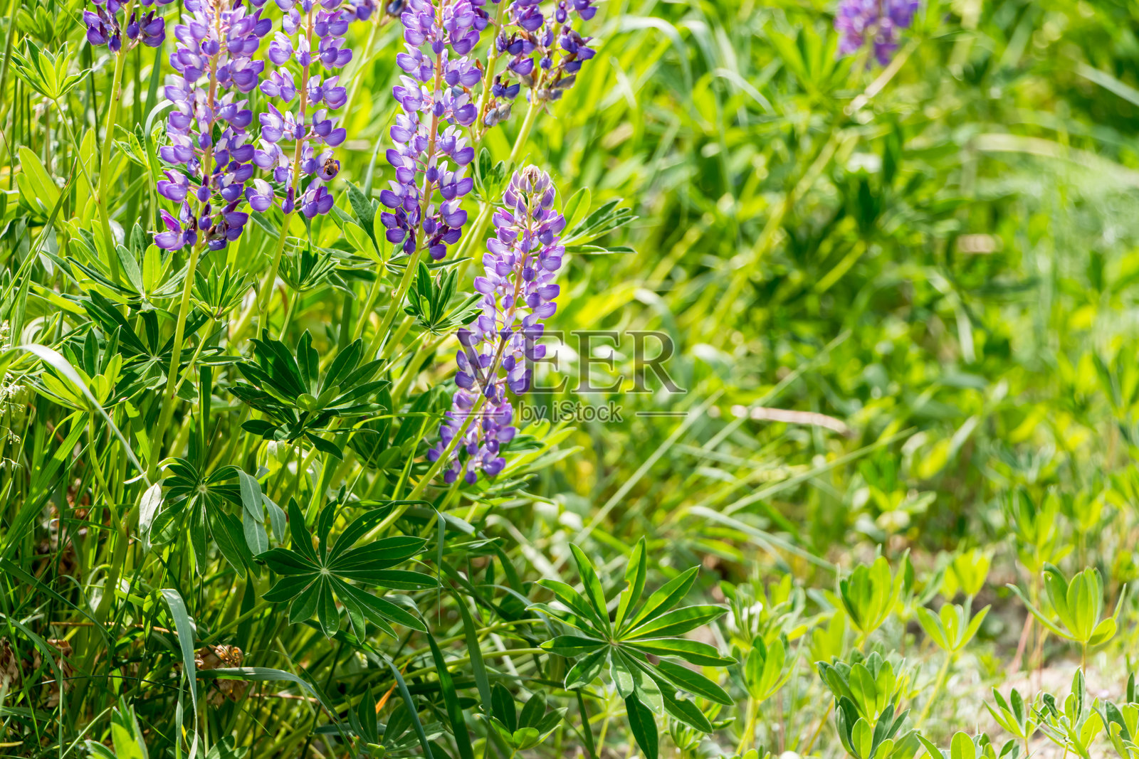 美丽的花卉背景。紫色的羽扇豆花拉近，绿色的叶子和草模糊了绿色的背景。照片摄影图片