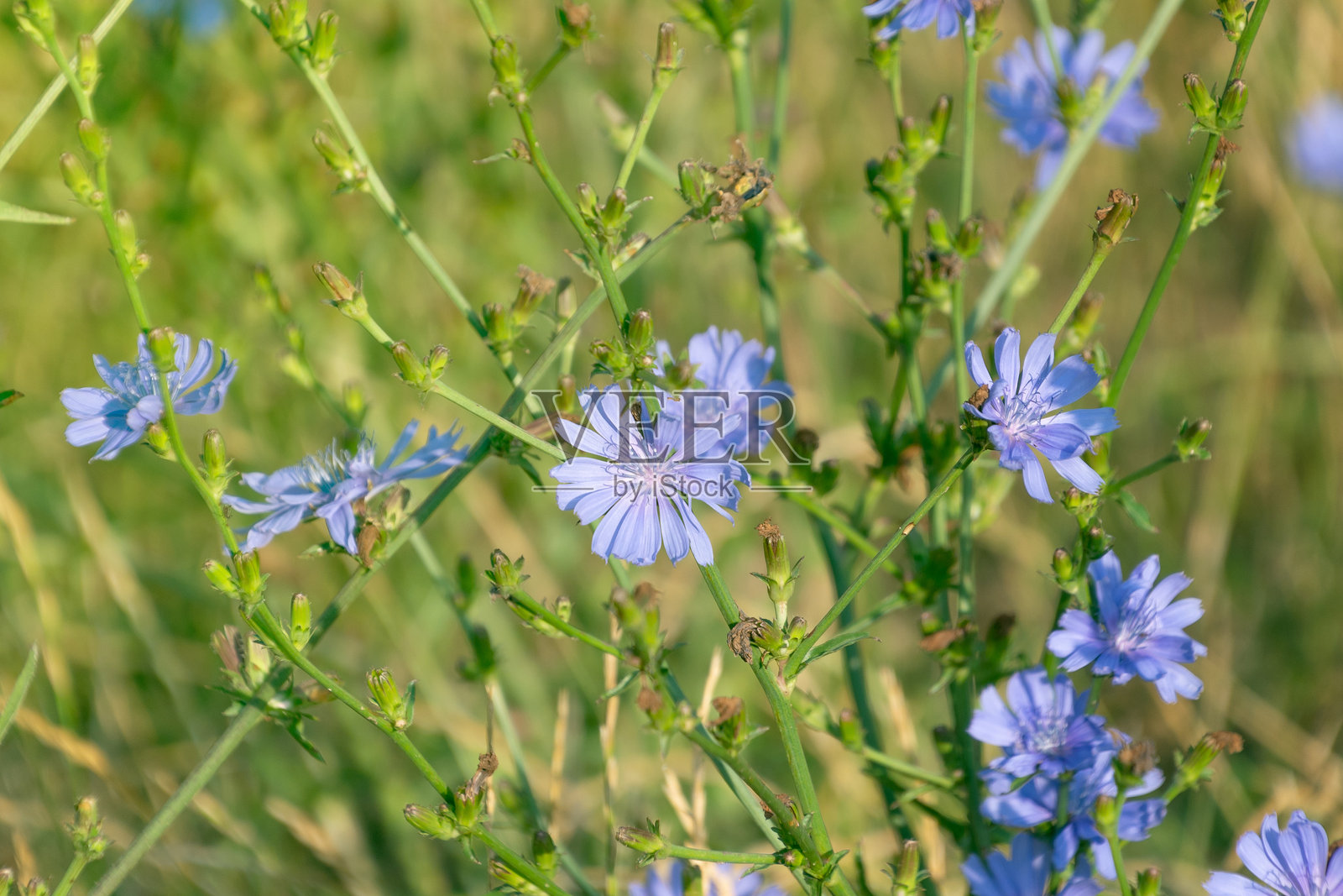 菊科植物美丽的蓝色花朵。普通菊苣(菊苣)。照片摄影图片