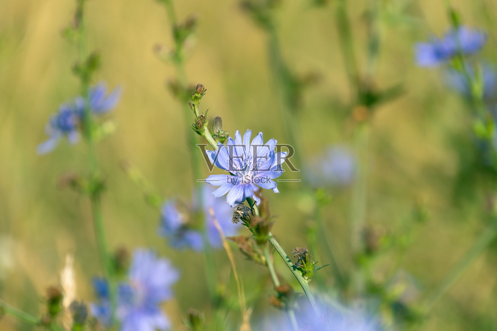 菊科植物美丽的蓝色花朵。普通菊苣(菊苣)。照片摄影图片