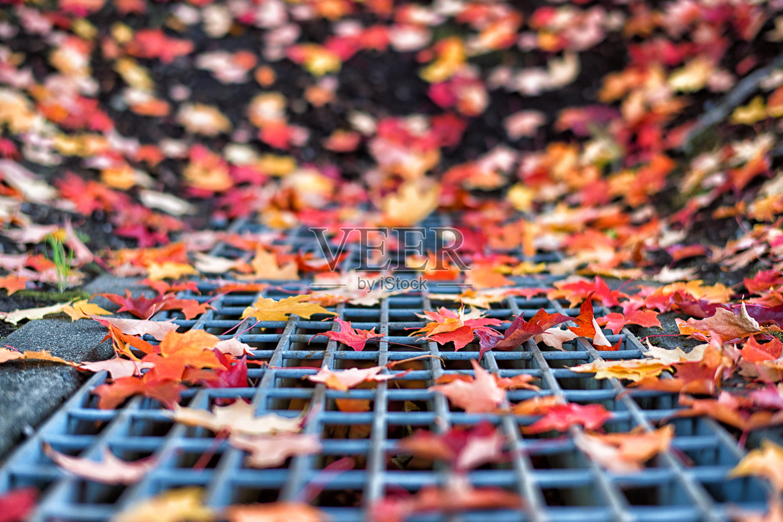 排水沟上的秋叶照片摄影图片