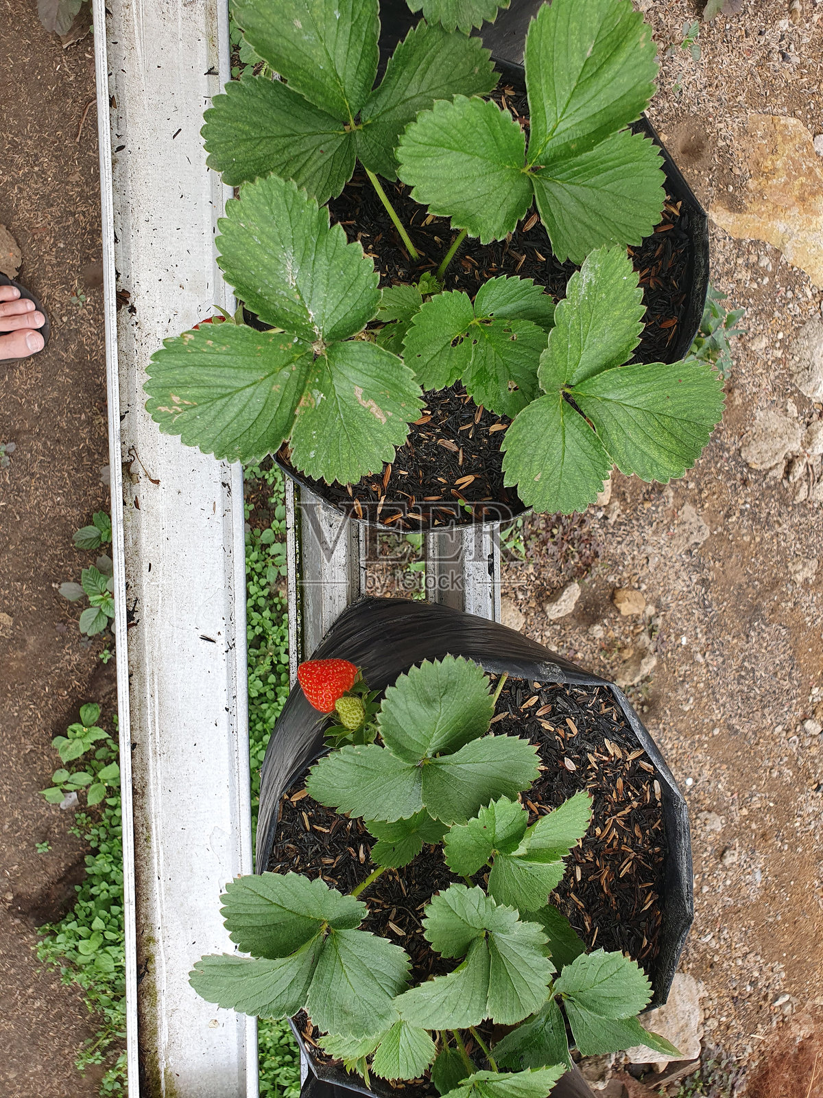 草莓农场照片摄影图片