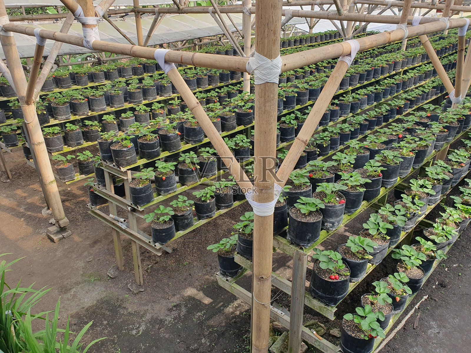 草莓农场照片摄影图片