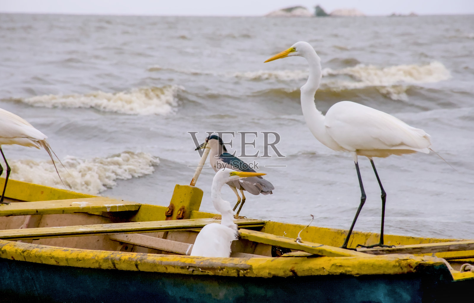 巴西里约热内卢热带海滩上的鸟儿照片摄影图片