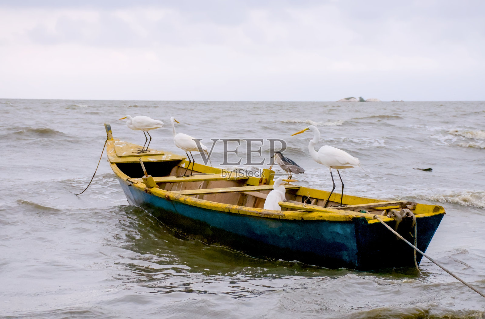 巴西里约热内卢热带海滩上的鸟儿照片摄影图片
