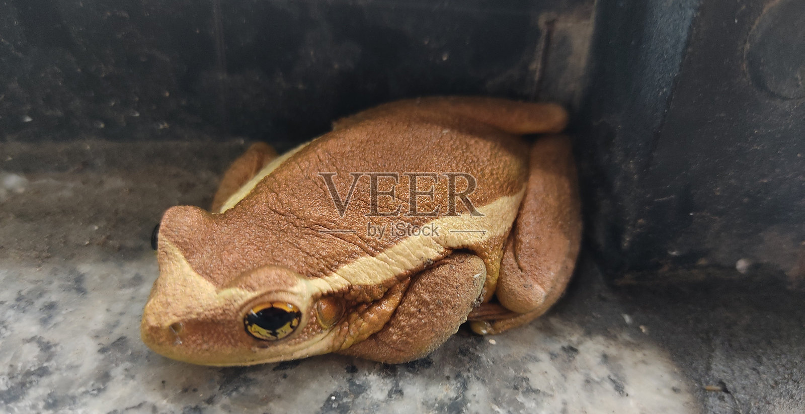 这只友好的青蛙的记录照片摄影图片