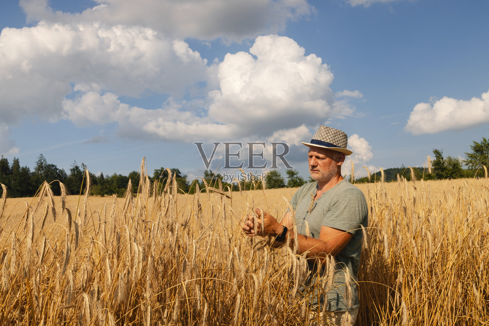 农学家在收割前检查麦穗的状况照片摄影图片