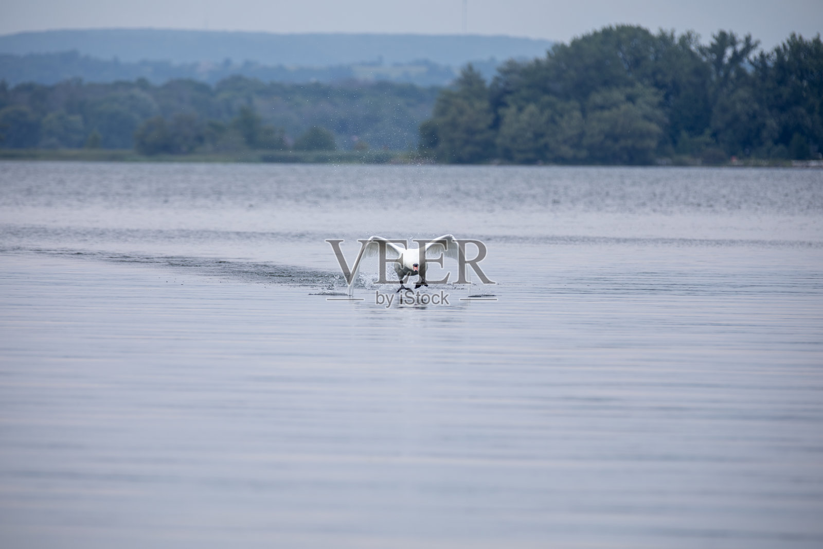 一只在加拿大安大略省飞行的哑天鹅。照片摄影图片