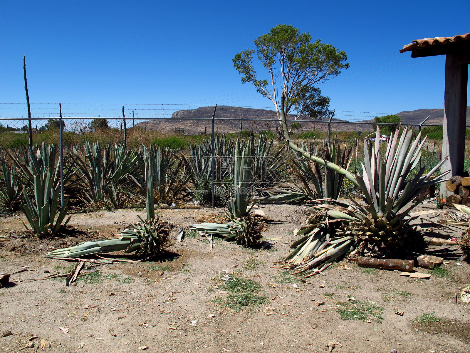 墨西哥龙舌兰酒织物上的龙舌兰照片摄影图片