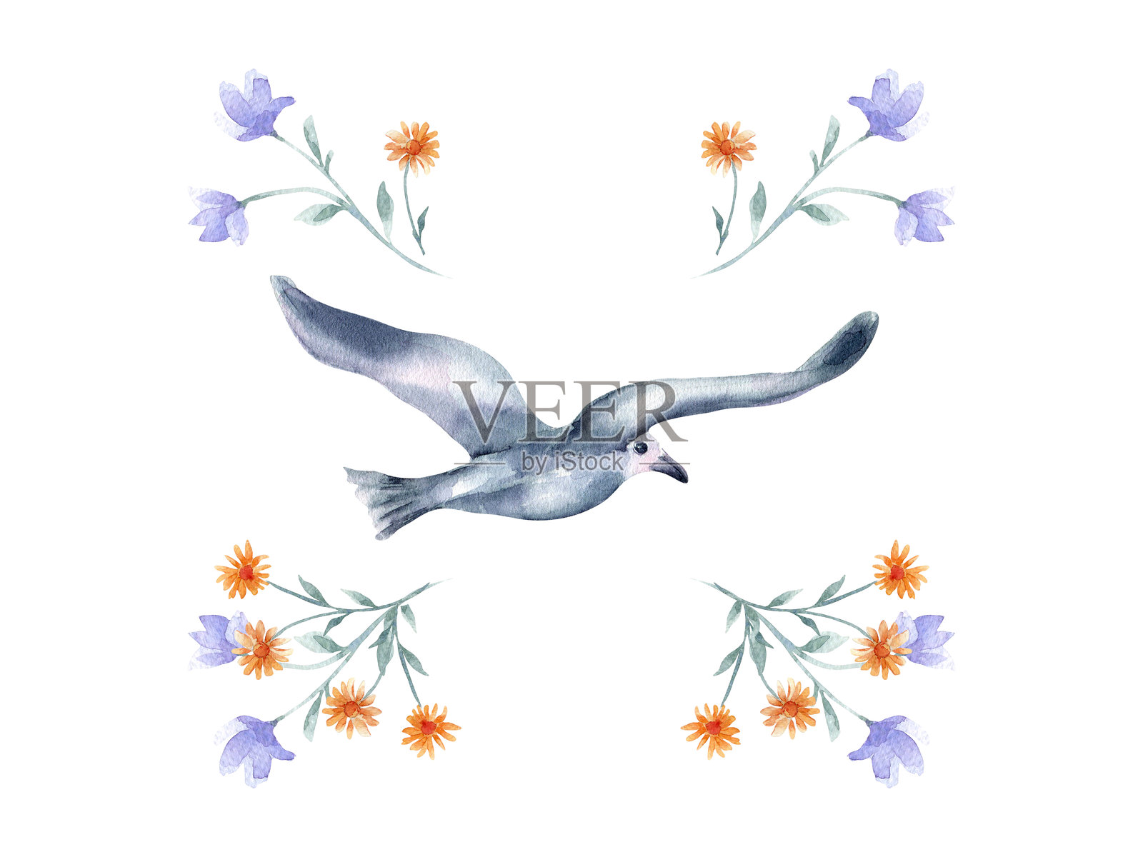 鸟蓝灰色飞和插花手绘水彩隔离。和平鸽与蓝橙花植物素描画。鸟类贺卡插图，图案。插画图片素材