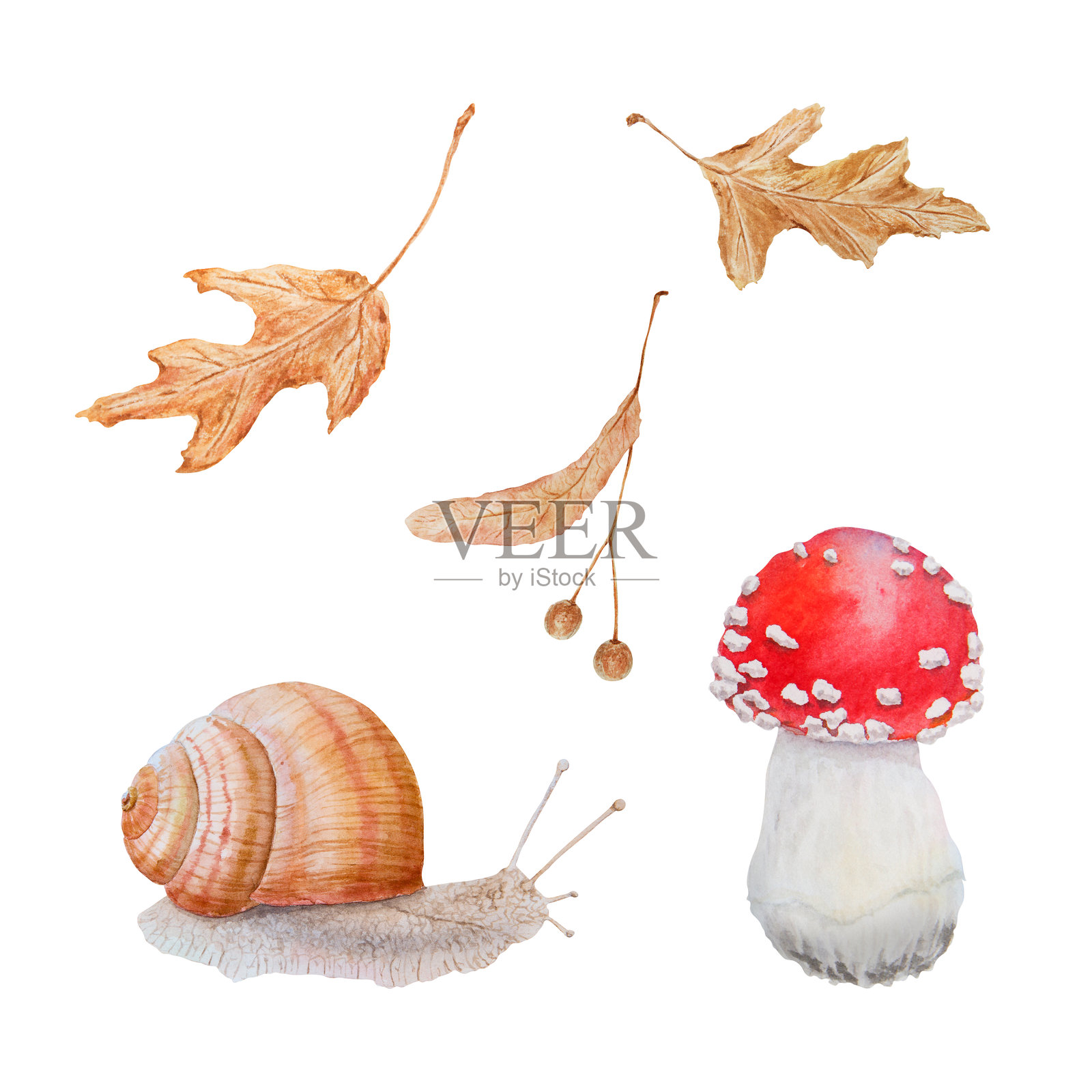 红蝇木耳，干叶，椴树籽，蜗牛。水彩手绘现实的植物插图与毒伞菌生态商品，卡片，海报，天然草药，书籍插画图片素材