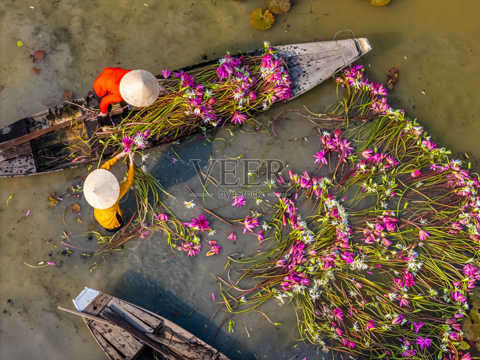 湄公河三角洲龙安省Moc Hoa区的农村妇女在木船上采摘睡莲。睡莲是这里的一道传统菜肴。旅游景观理念照片摄影图片