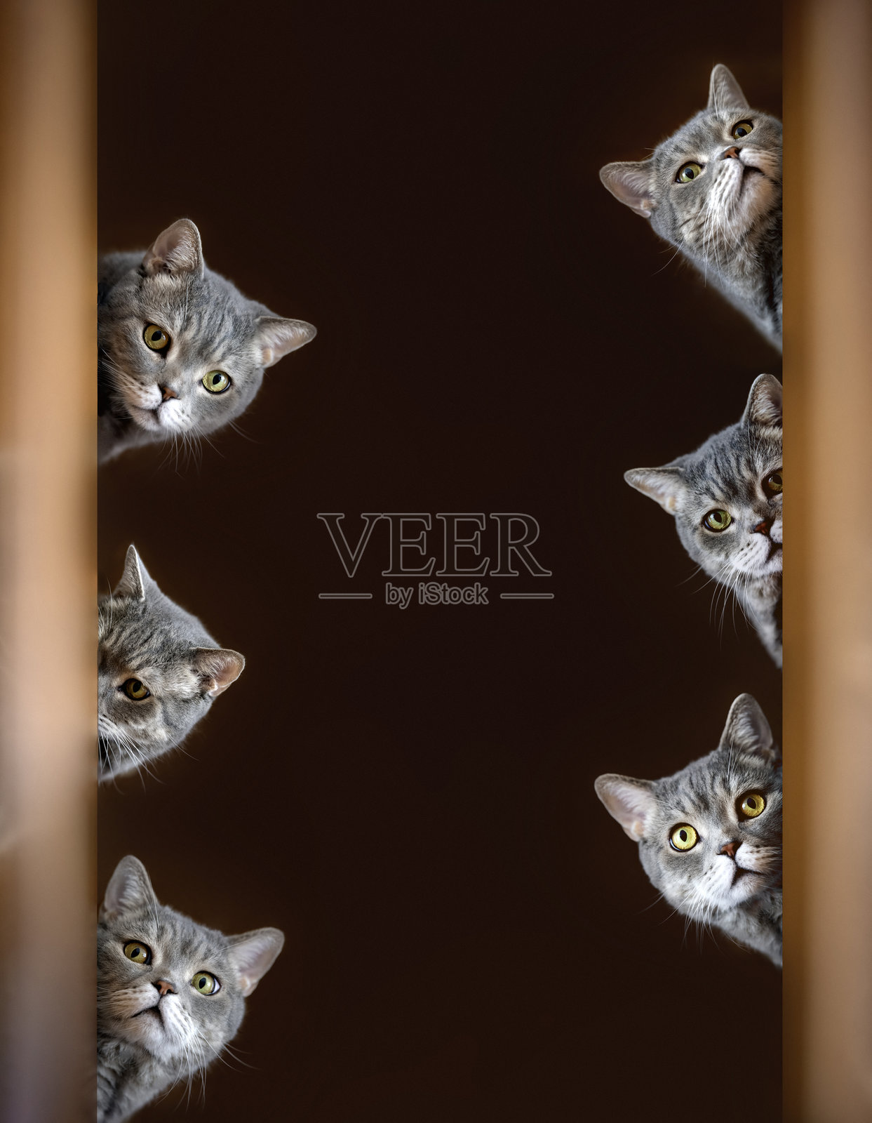 从门后锁定目标的猫照片摄影图片