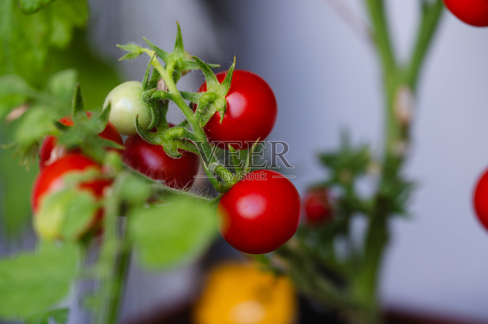 葡萄藤上的新鲜圣女果照片摄影图片