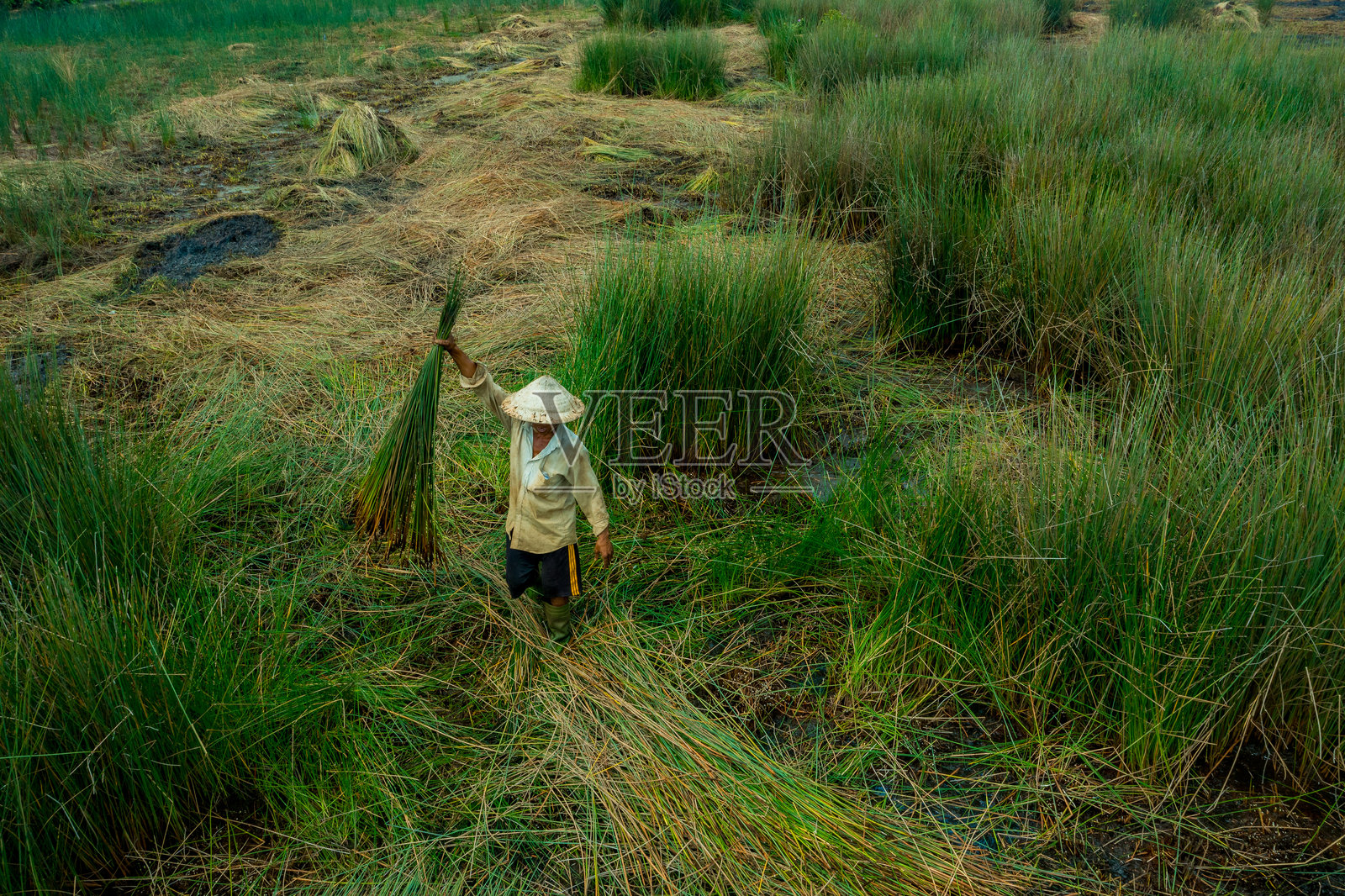 观赏农民收获的绿皮藤，越南名字叫Co bang。它被湄公河三角洲的人们收割来制作手工艺品。照片摄影图片