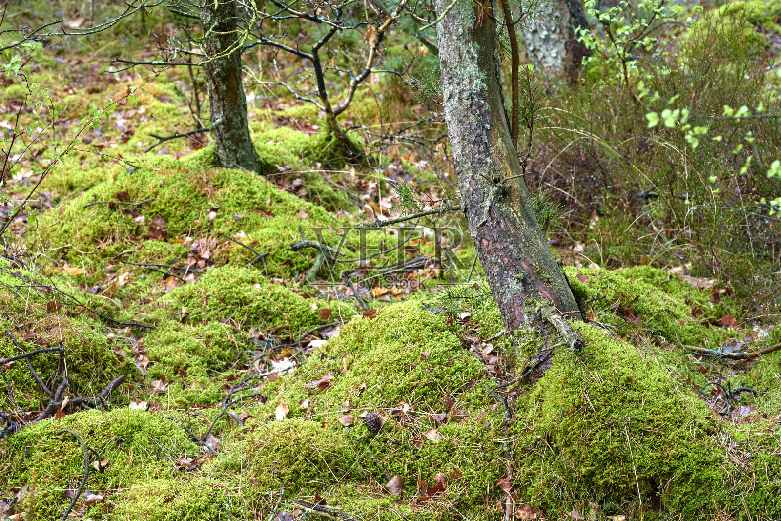 夏末/初秋的乡村森林照片摄影图片