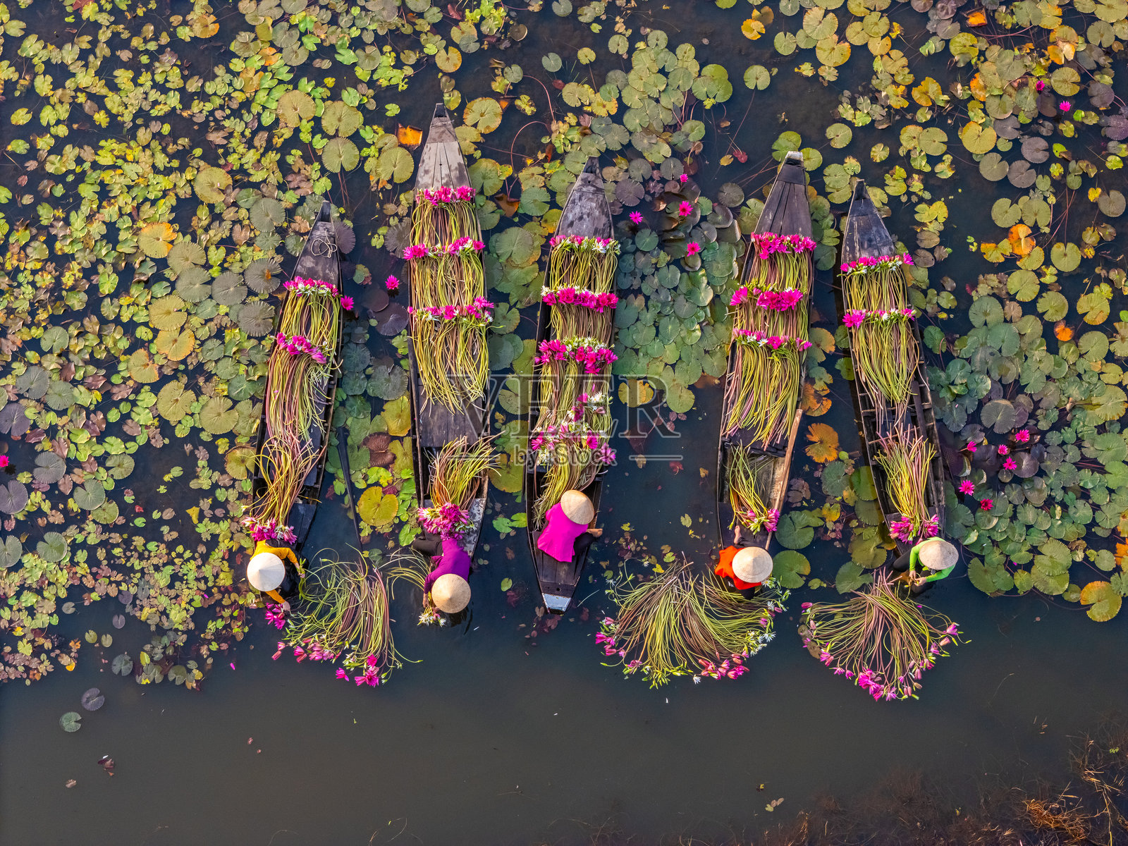 鸟瞰图:湄公河三角洲龙安省Moc Hoa区的农村妇女在木船上采摘睡莲。睡莲是这里的一道传统菜肴。旅游景观理念照片摄影图片