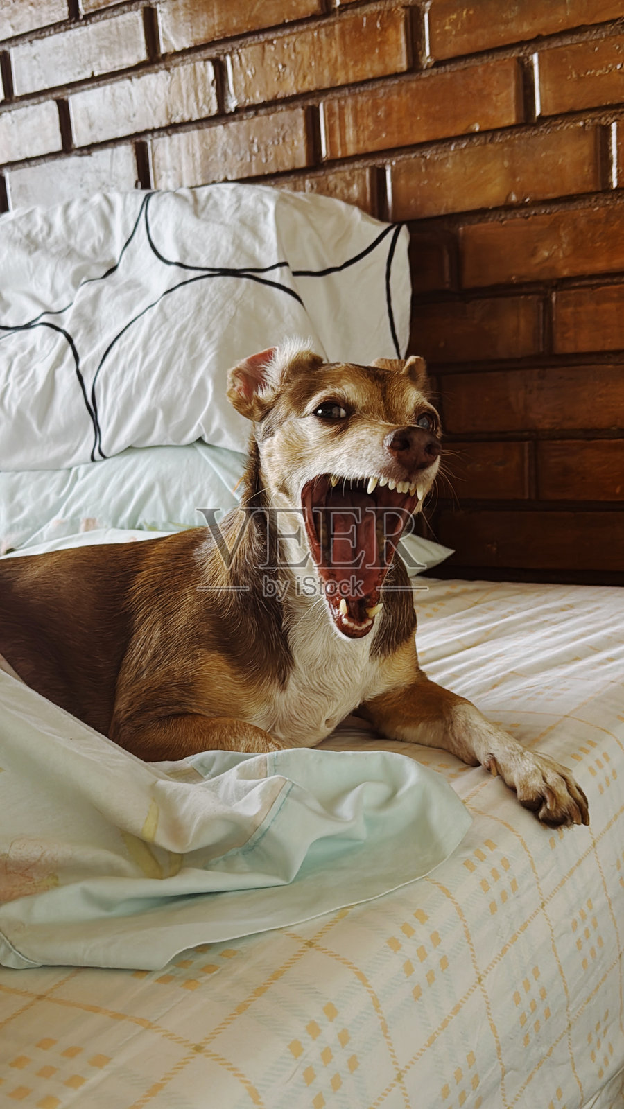 小狗躺在床上照片摄影图片