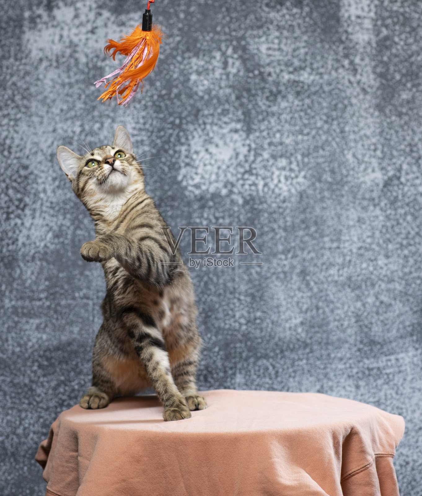 猫照片摄影图片