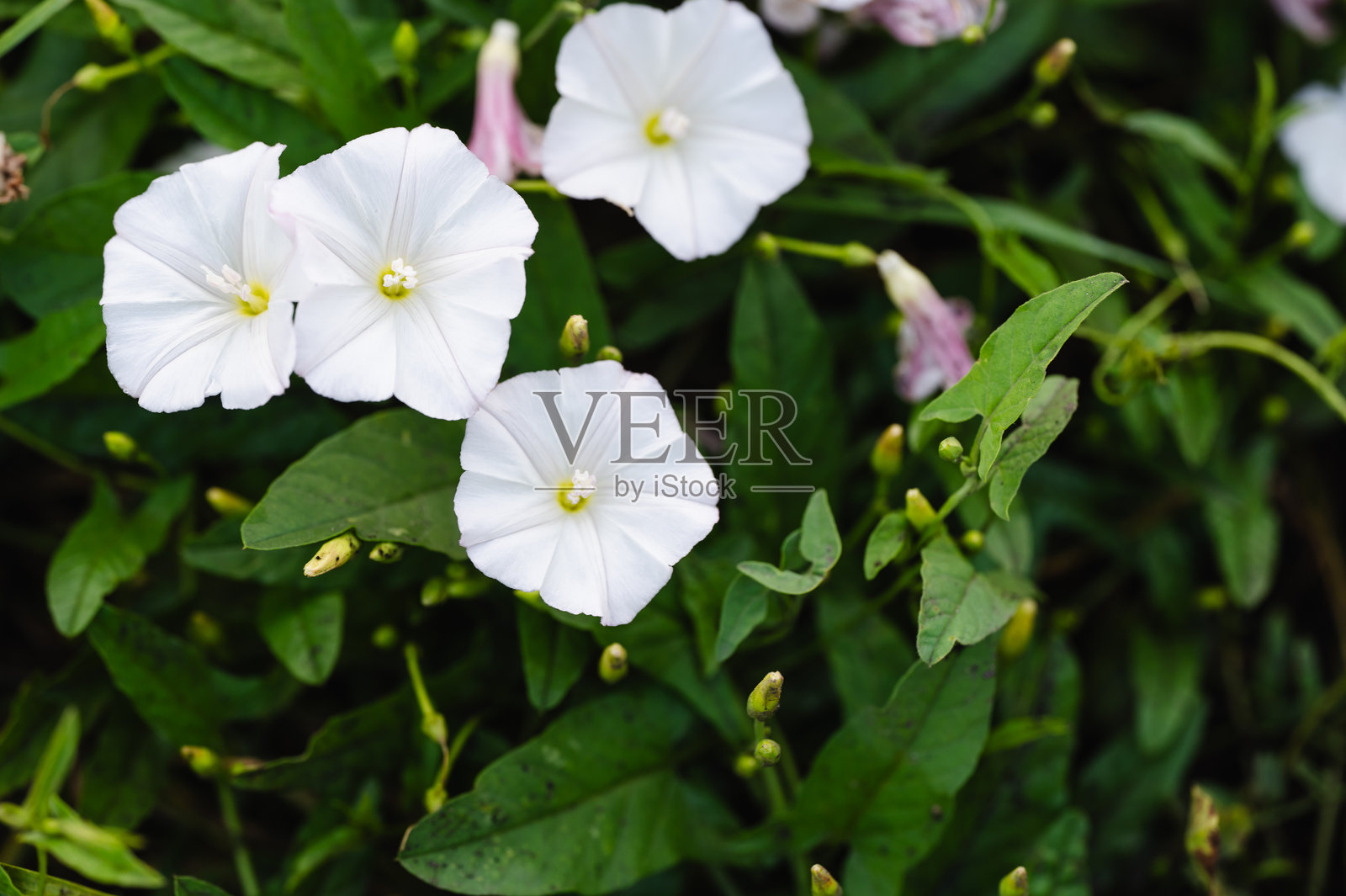 白色的牵牛花在绿色的草地上照片摄影图片