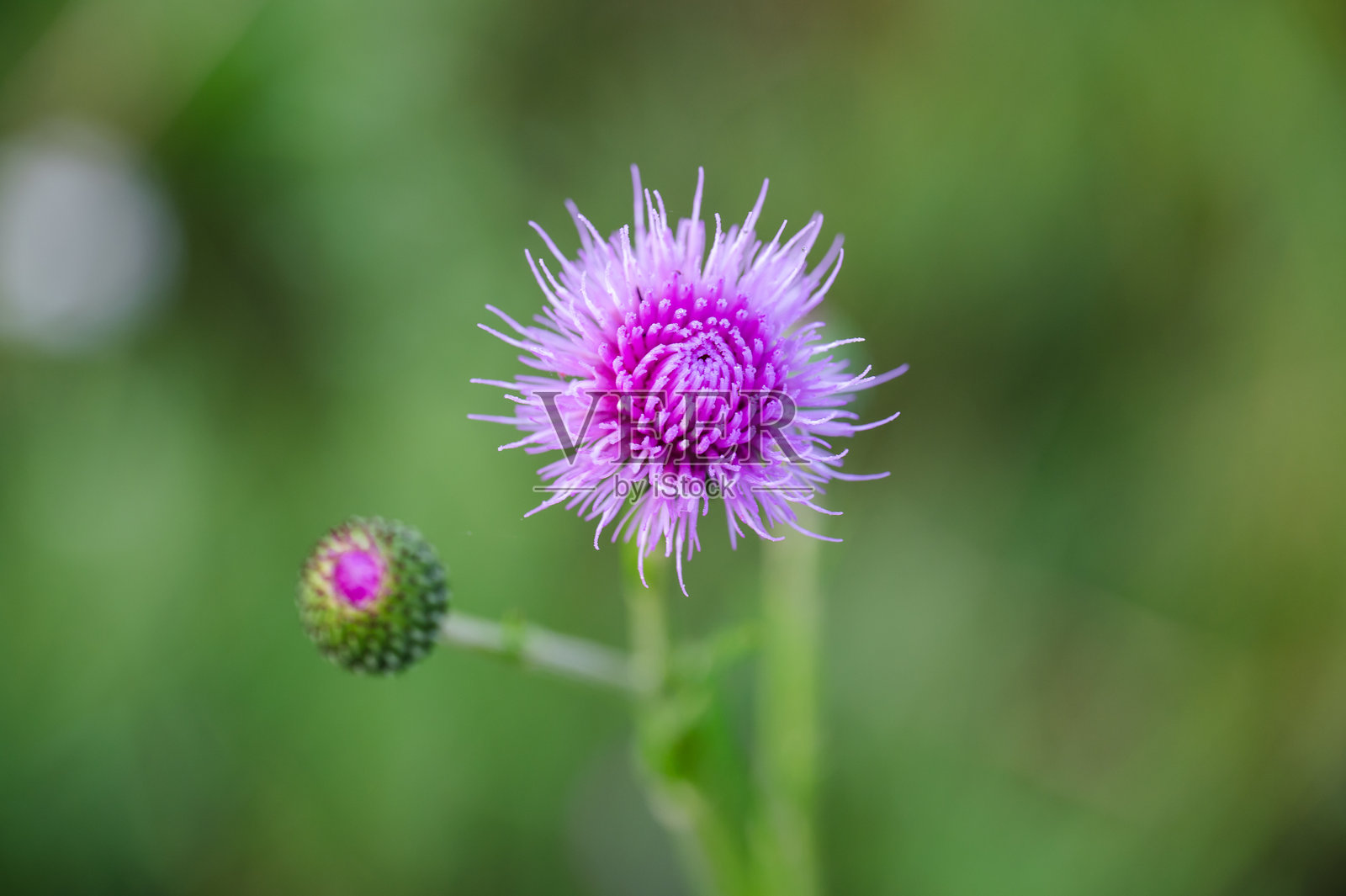 紫色蓟花在自然设置照片摄影图片