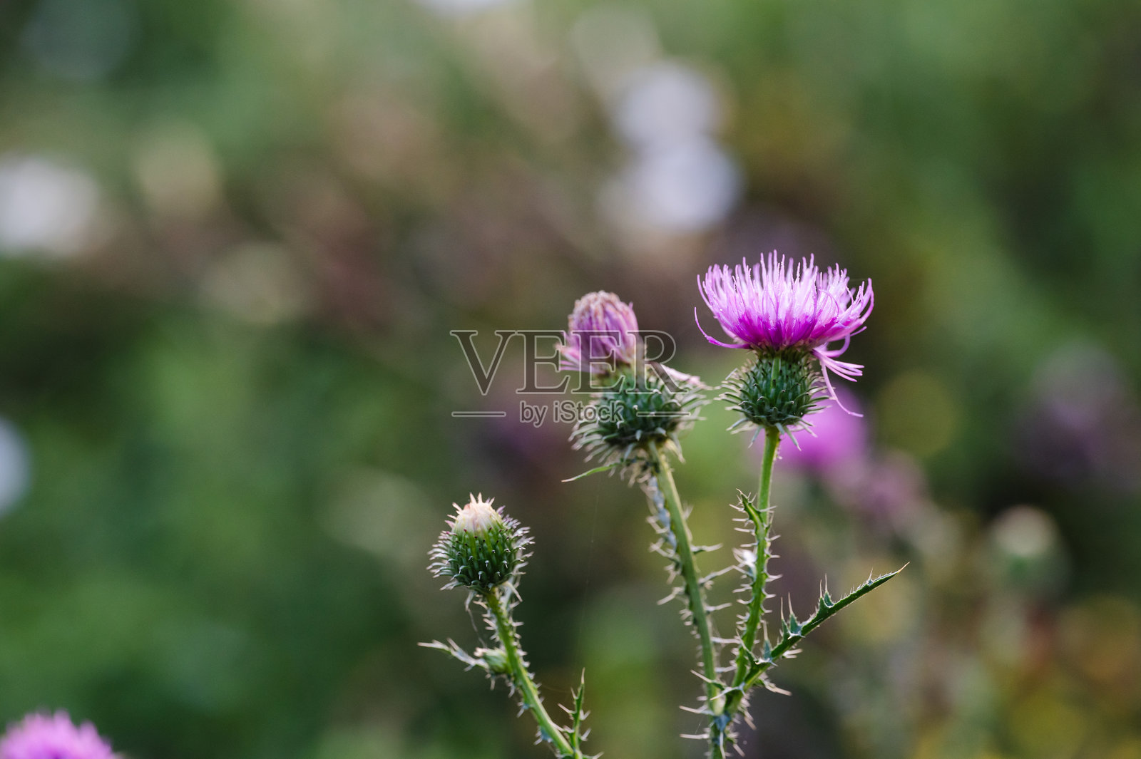 紫色蓟花在自然设置照片摄影图片