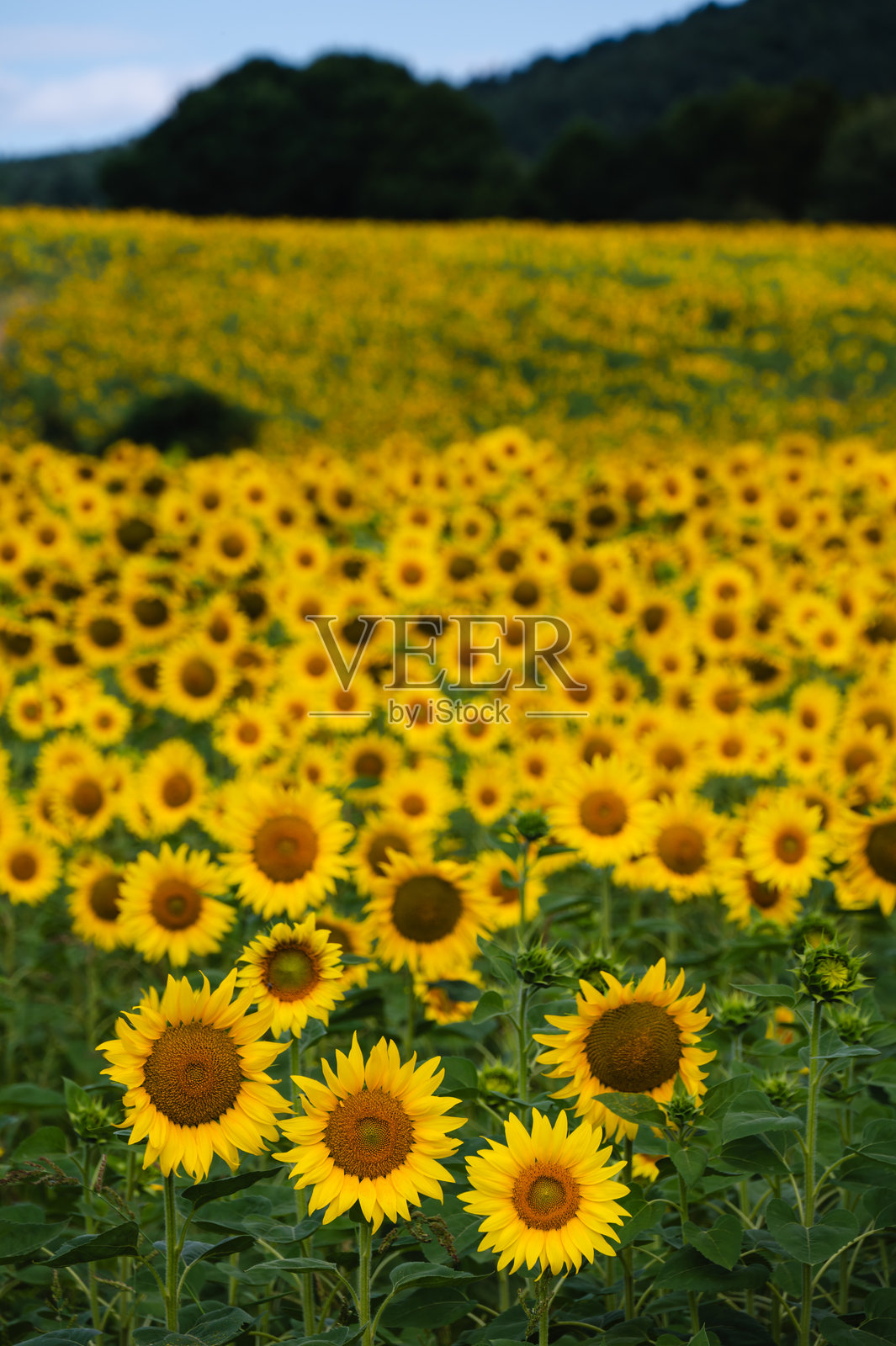 蓝天下的向日葵田照片摄影图片