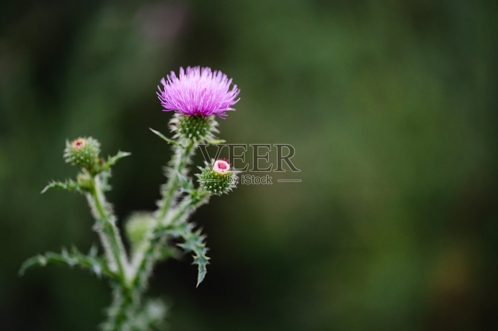 紫色蓟花在自然设置照片摄影图片