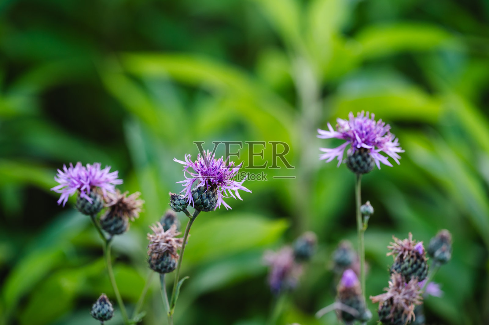 绿色草地上紫色的野花照片摄影图片