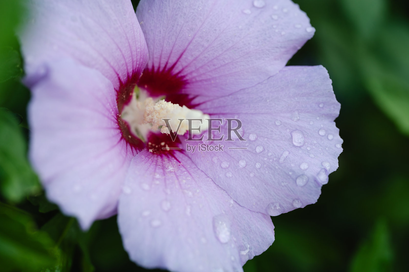 粉色花朵与雨滴的特写照片摄影图片