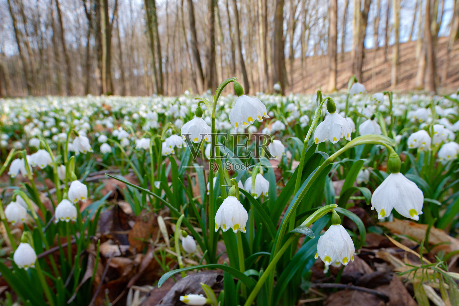 森林里的春雪地毯照片摄影图片
