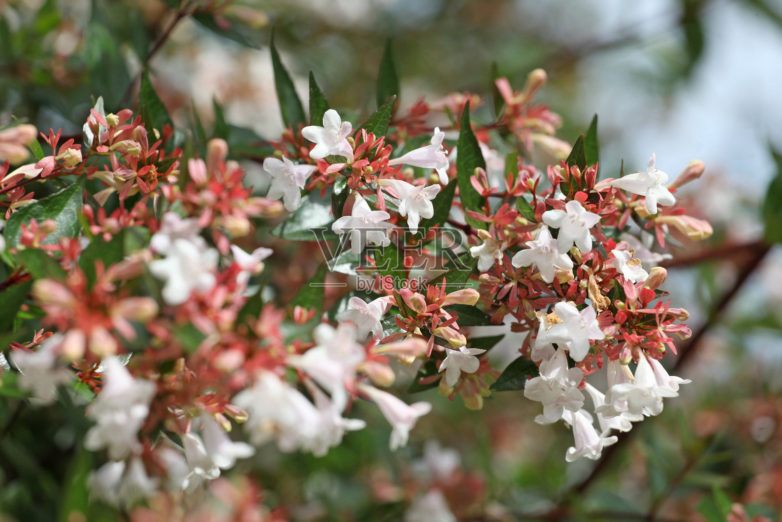 白色桔梗，或有光泽的桔梗，在花中。照片摄影图片