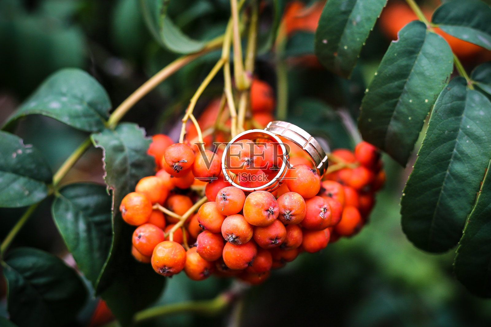 新娘和新郎的结婚戒指放在罗文浆果和树枝上照片摄影图片