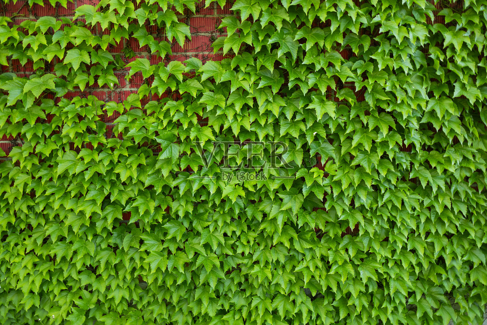 植物叶子的树篱。绿色的常春藤叶子，自然背景照片摄影图片