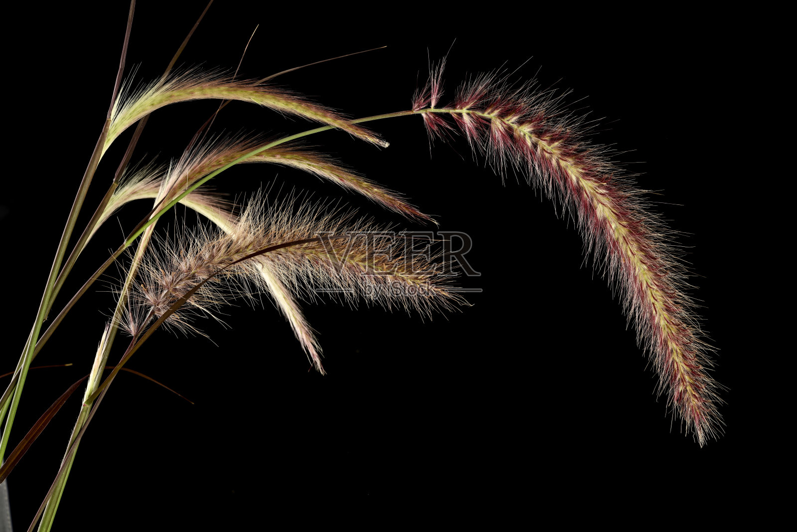 紫色喷泉草黑色背景照片摄影图片