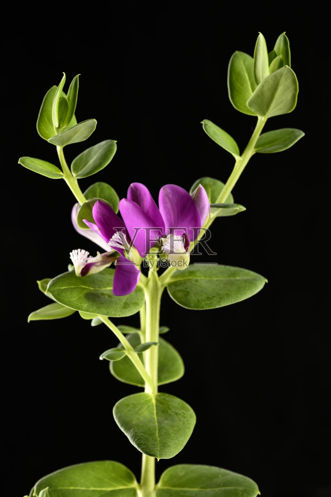 粉红的春花照片摄影图片