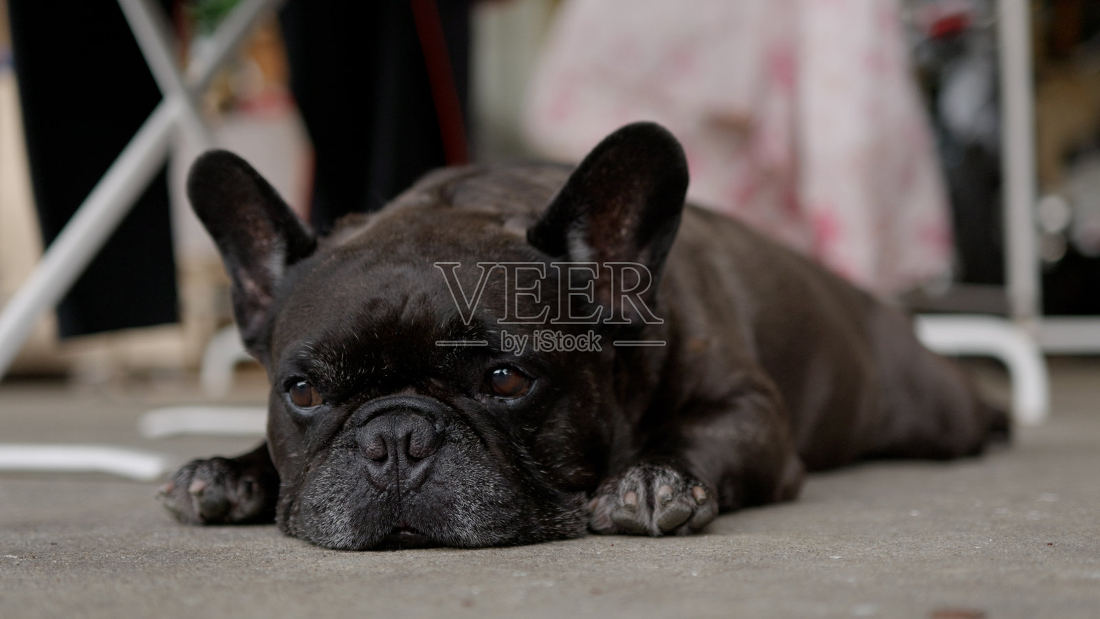 近距离拍摄一张可爱的狗的肖像，黑色的法国斗牛犬在地板上。照片摄影图片