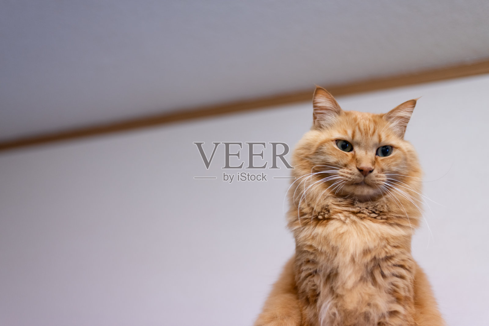 棕色虎斑猫照片摄影图片