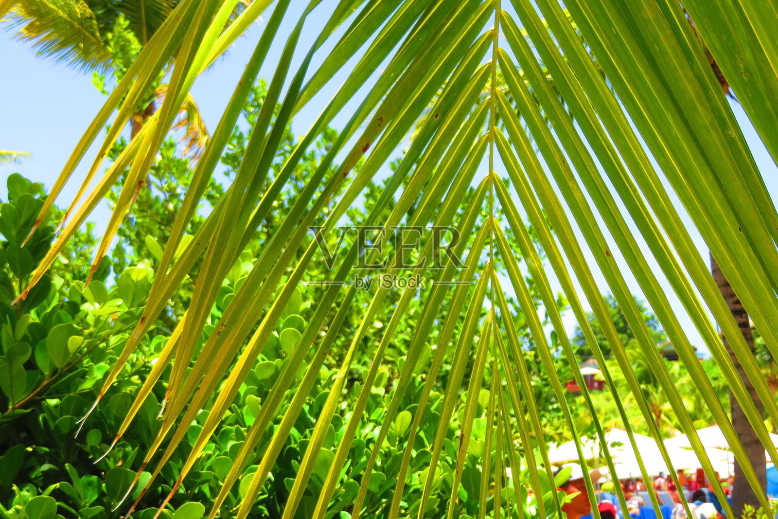 棕榈树，热带树叶近距离观察照片摄影图片