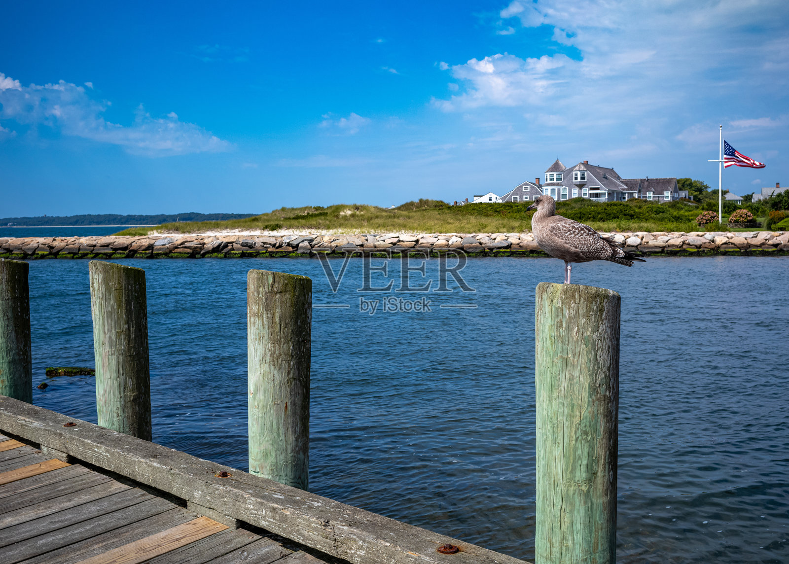 海鸥在港口守望照片摄影图片