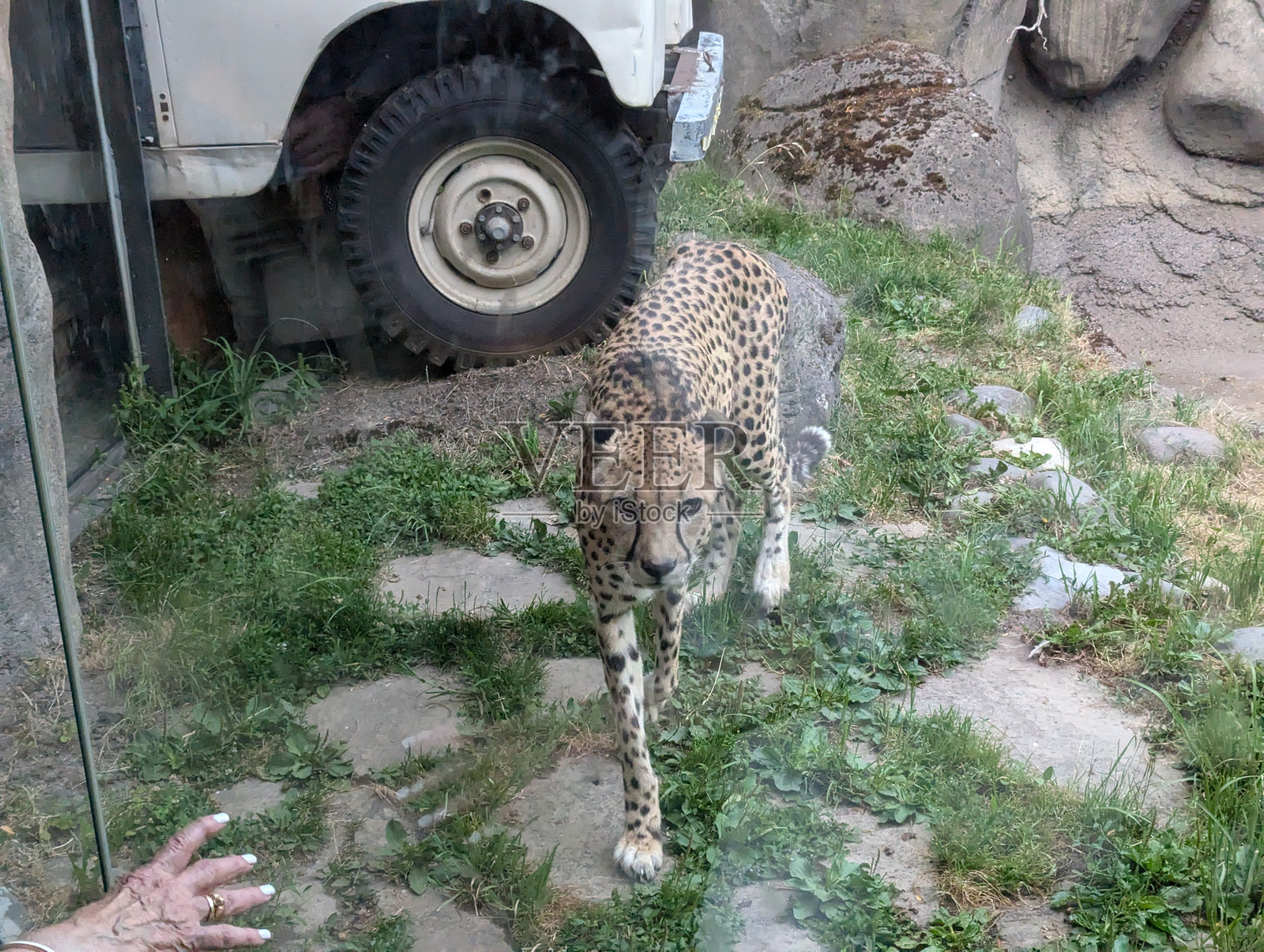 东北非洲猎豹或Acinonyx jubatus somemeringii在草地上行走照片摄影图片