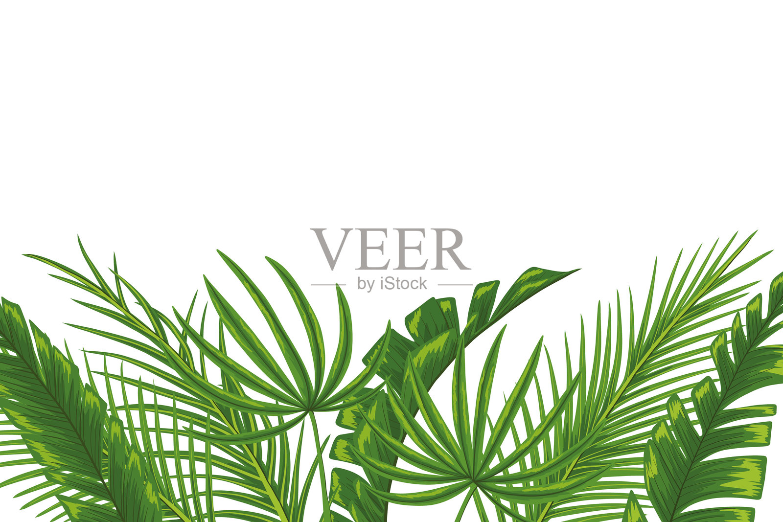 水平矢量框架与热带树叶插画图片素材