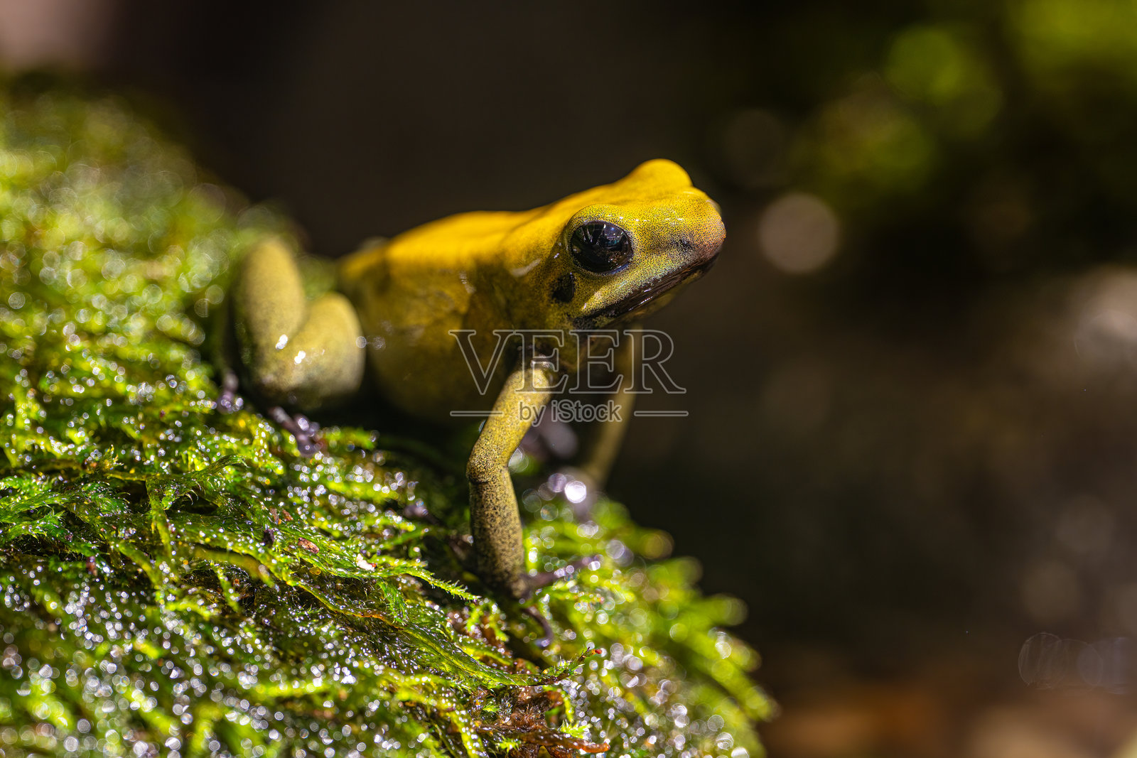 世界上最毒的青蛙，可怕的金箭蛙照片摄影图片