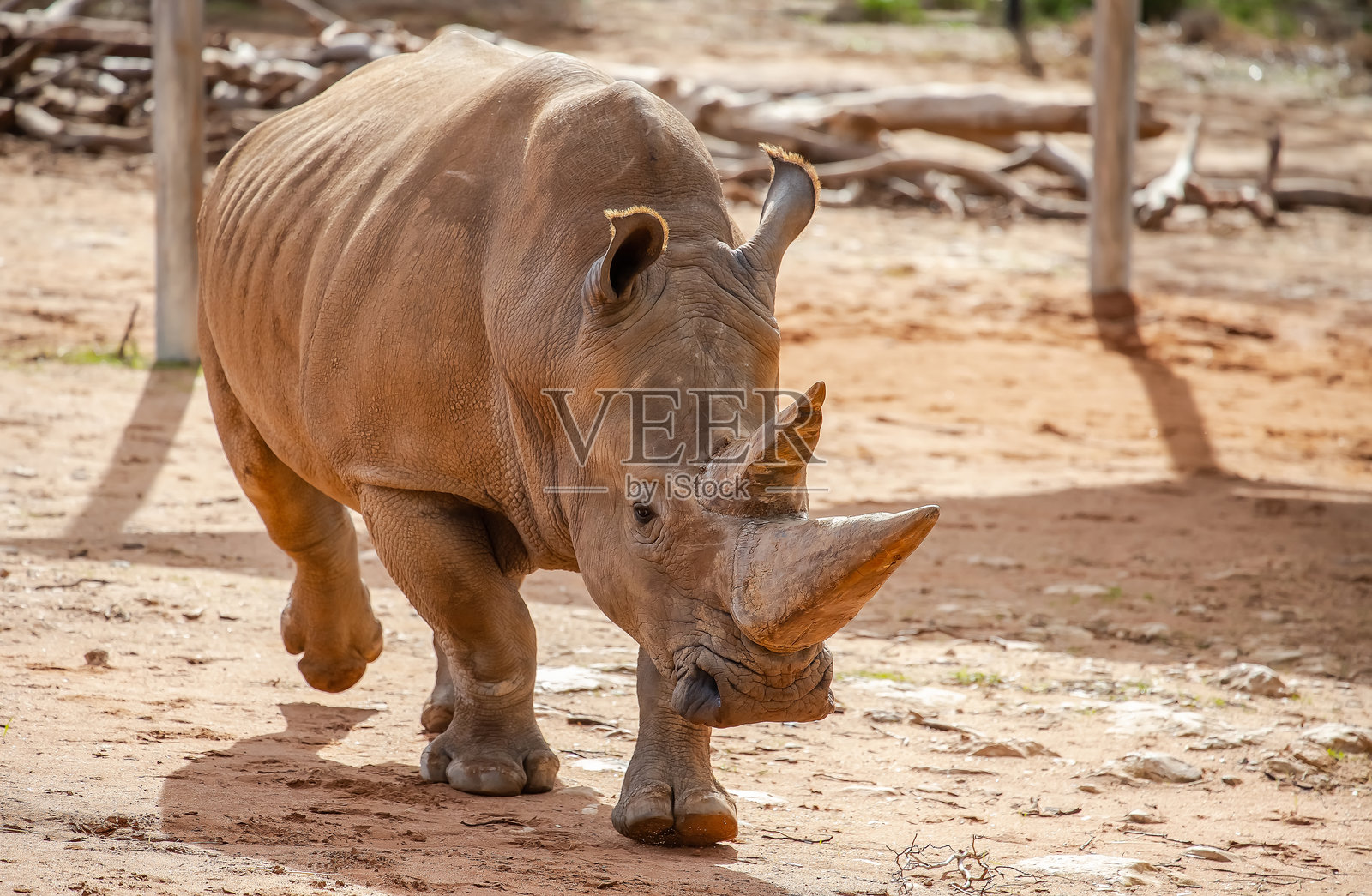大南方白犀牛特写，有角的动物，棕色的大动物，危险的标志照片摄影图片