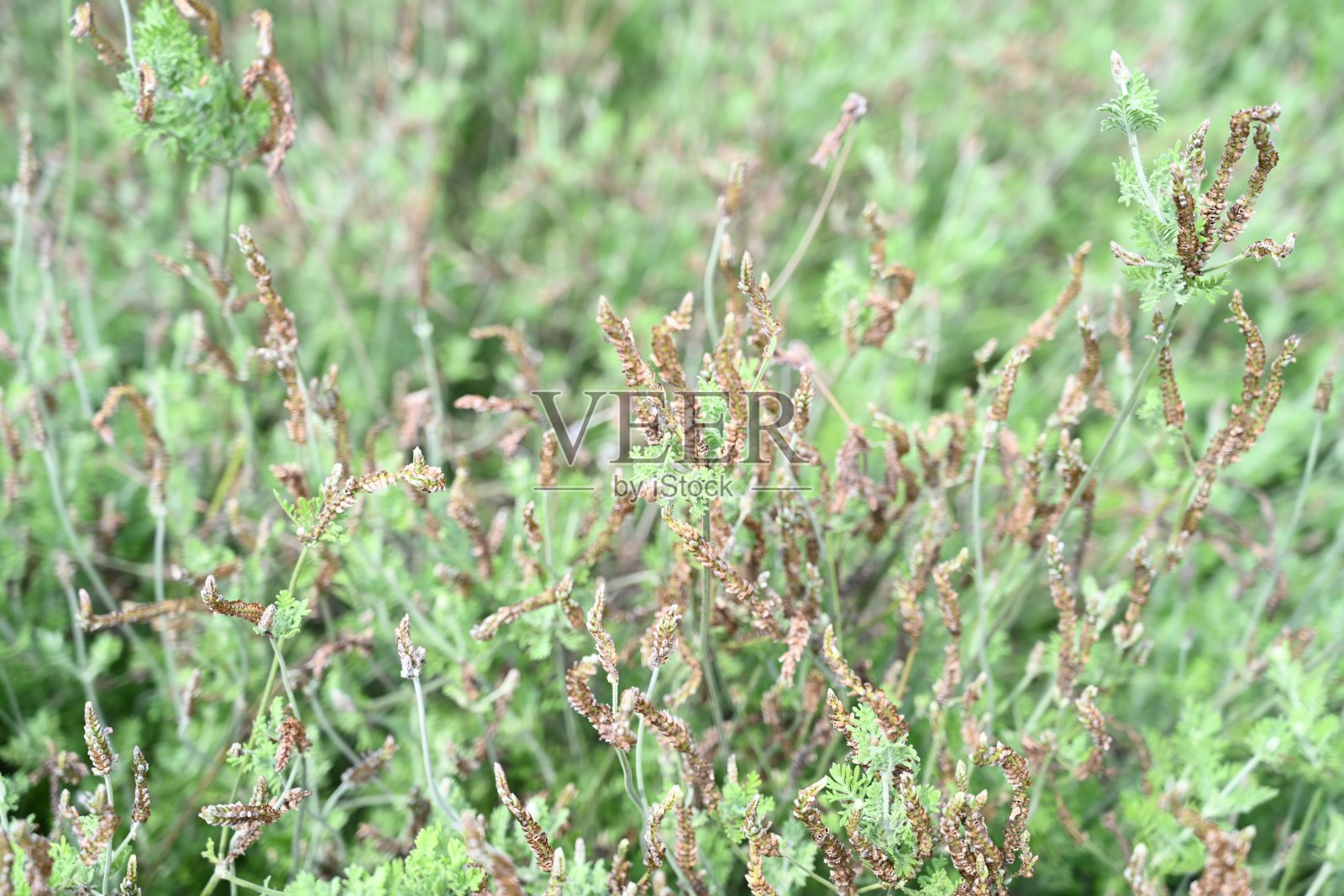 在阳光明媚的日子里枯萎薰衣草照片摄影图片
