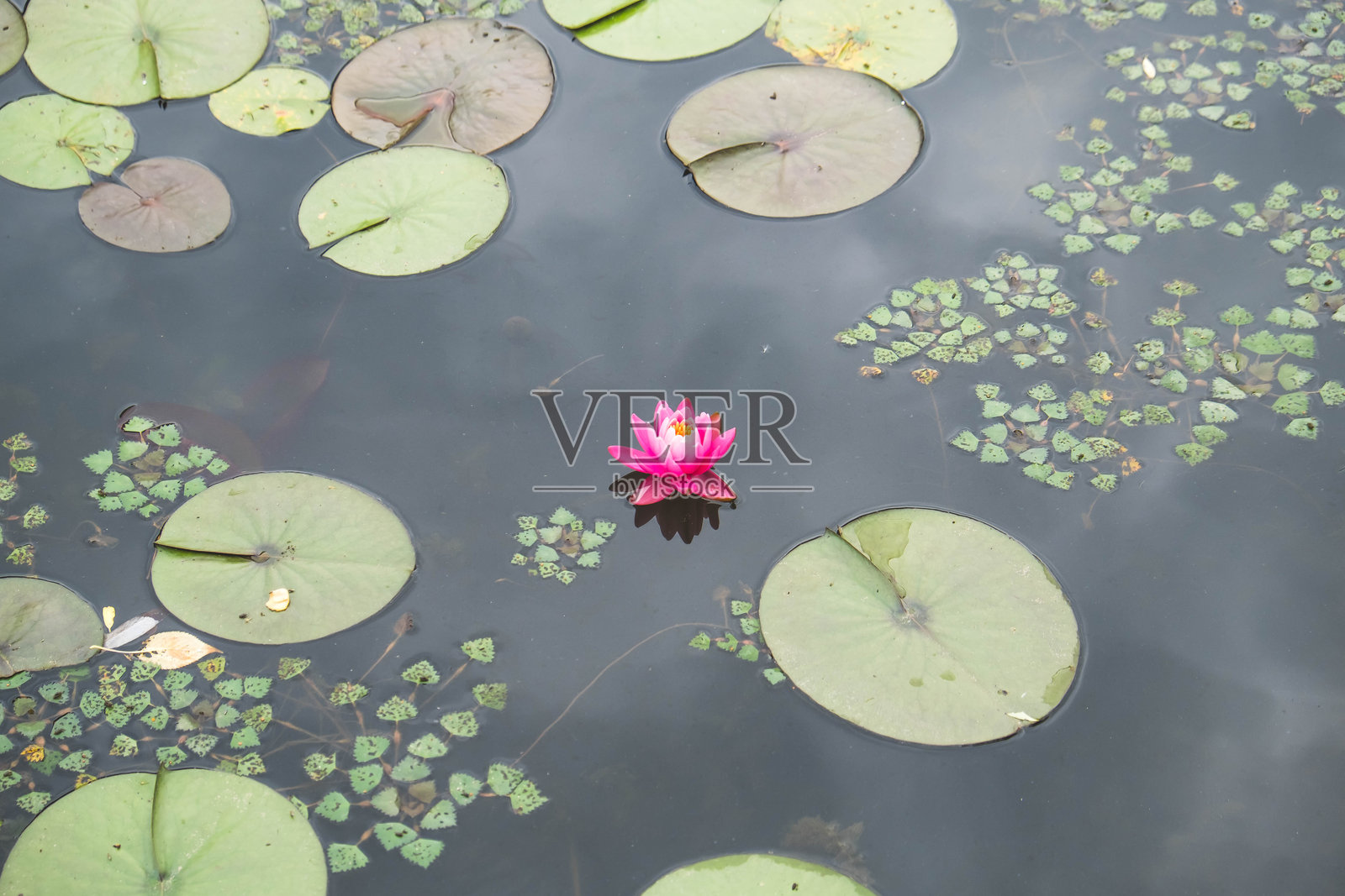 宁静的睡莲池:宁静的自然景观照片摄影图片