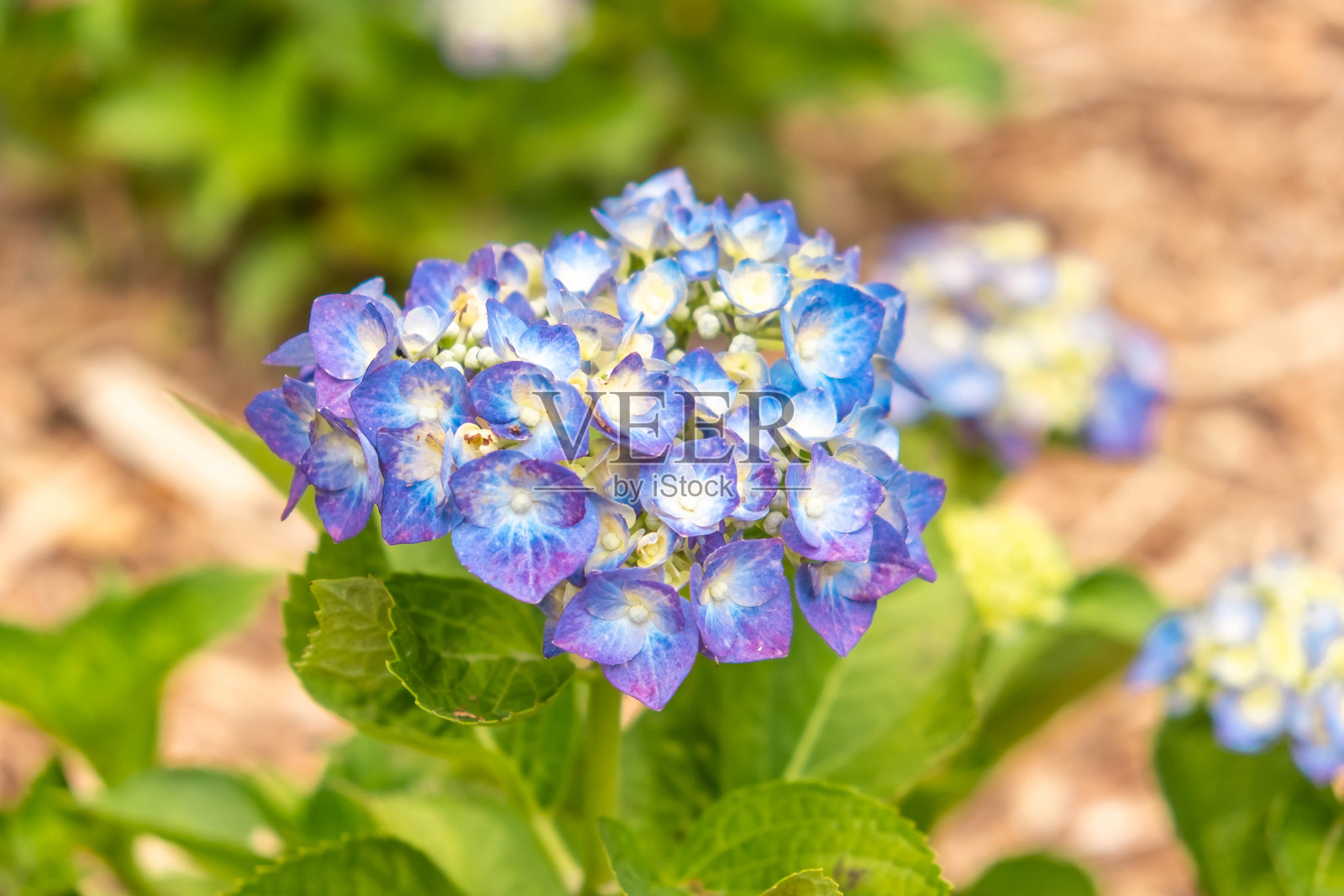 郁郁葱葱的绣球花园在盛开:一个多彩的夏季景观照片摄影图片